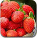 草莓水果塔防