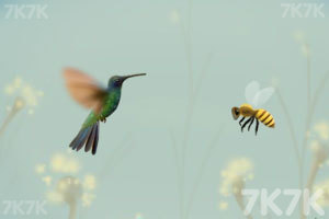 小鸟的微观世界