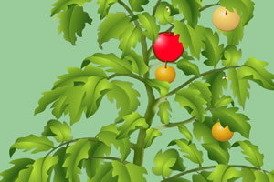 能摘到15个苹果算你牛