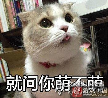 就问你萌不萌?《猫猫瑜伽》猫猫驾到 就问你萌不萌?《猫猫瑜伽》猫猫驾到