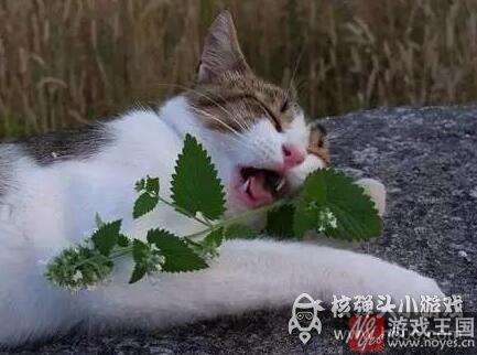 那表情简直要笑死人？当高冷猫主子遇上猫薄荷
