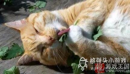 那表情简直要笑死人？当高冷猫主子遇上猫薄荷
