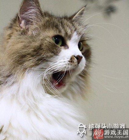 那表情简直要笑死人？当高冷猫主子遇上猫薄荷