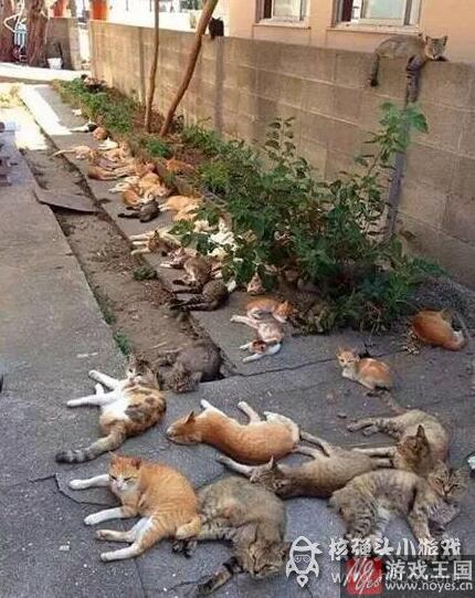 那表情简直要笑死人？当高冷猫主子遇上猫薄荷