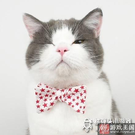 那表情简直要笑死人？当高冷猫主子遇上猫薄荷