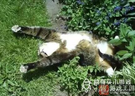 那表情简直要笑死人？当高冷猫主子遇上猫薄荷