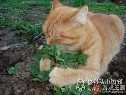 那表情简直要笑死人？当高冷猫主子遇上猫薄荷