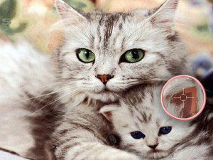 可爱猫咪找数字2