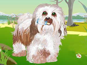 照顾哈瓦那狗狗