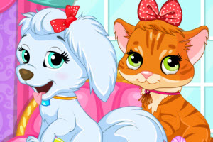 照顾宠物的一天