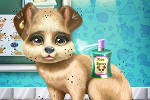 治疗可爱的小狗