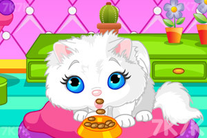 照顾我的小花猫