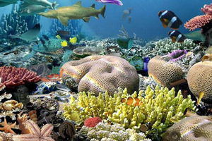 海底世界找东西