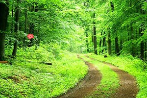 嫩绿的森林逃脱