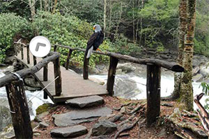 大黑烟山国家公园逃脱