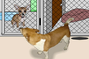动物收容所逃脱