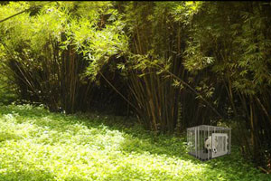 帮助熊猫逃出笼子