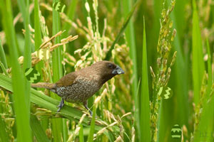 寻找复活节彩蛋