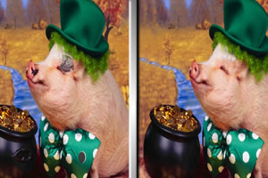 可爱宠物找不同