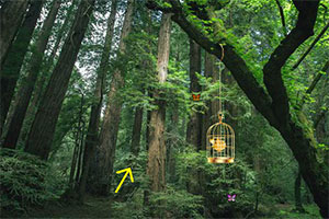 逃离茂密的森林