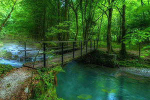 黎明薄雾森林逃脱