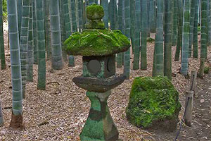 小熊猫逃离竹林