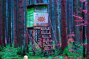 逃离惊悚的森林