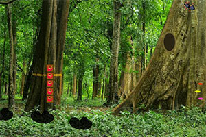 神秘茂密森林逃脱