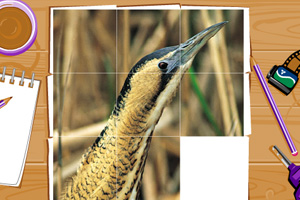 游侠罗伯玩拼图