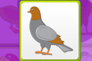 儿童记忆翻翻看鸟类版