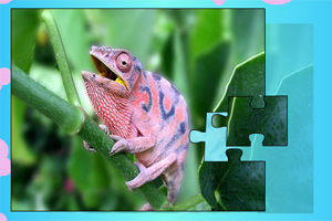 小蜥蜴拼图