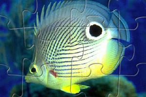 水族馆鱼类拼图